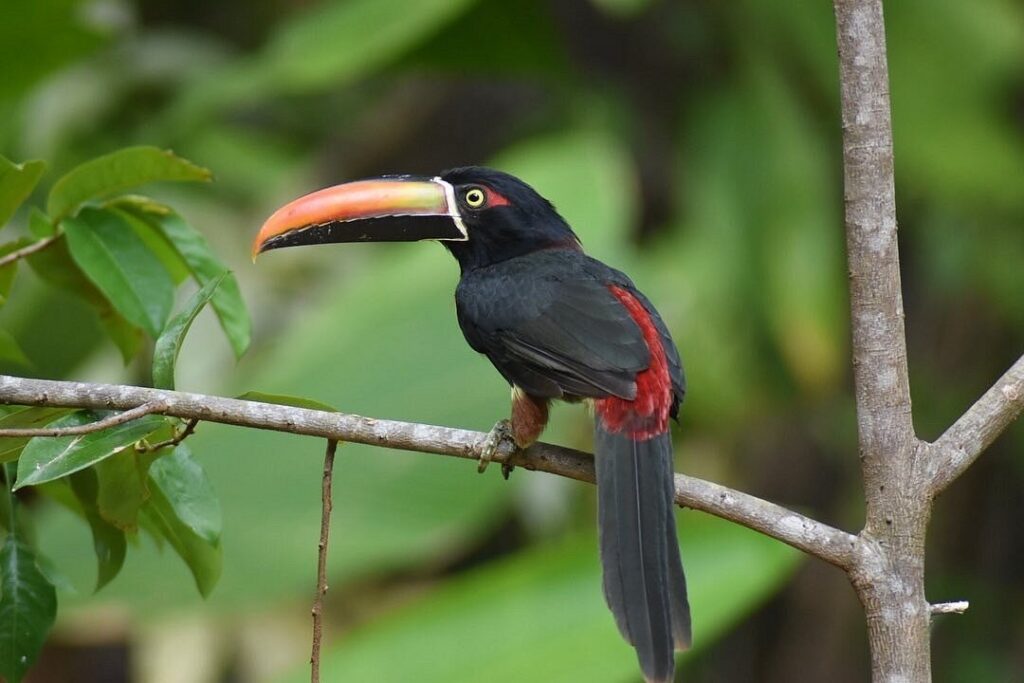 Fiery-billed aracari perched on a branch in the rainforest