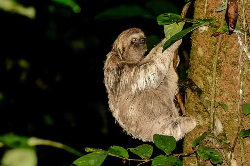Three-toed sloth hanging from a tree at night