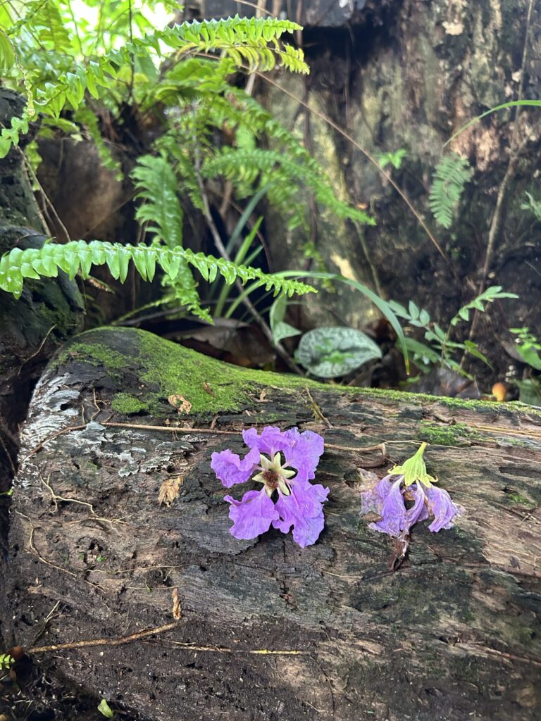 Purple jacaranda flowers on a mossy log with ferns