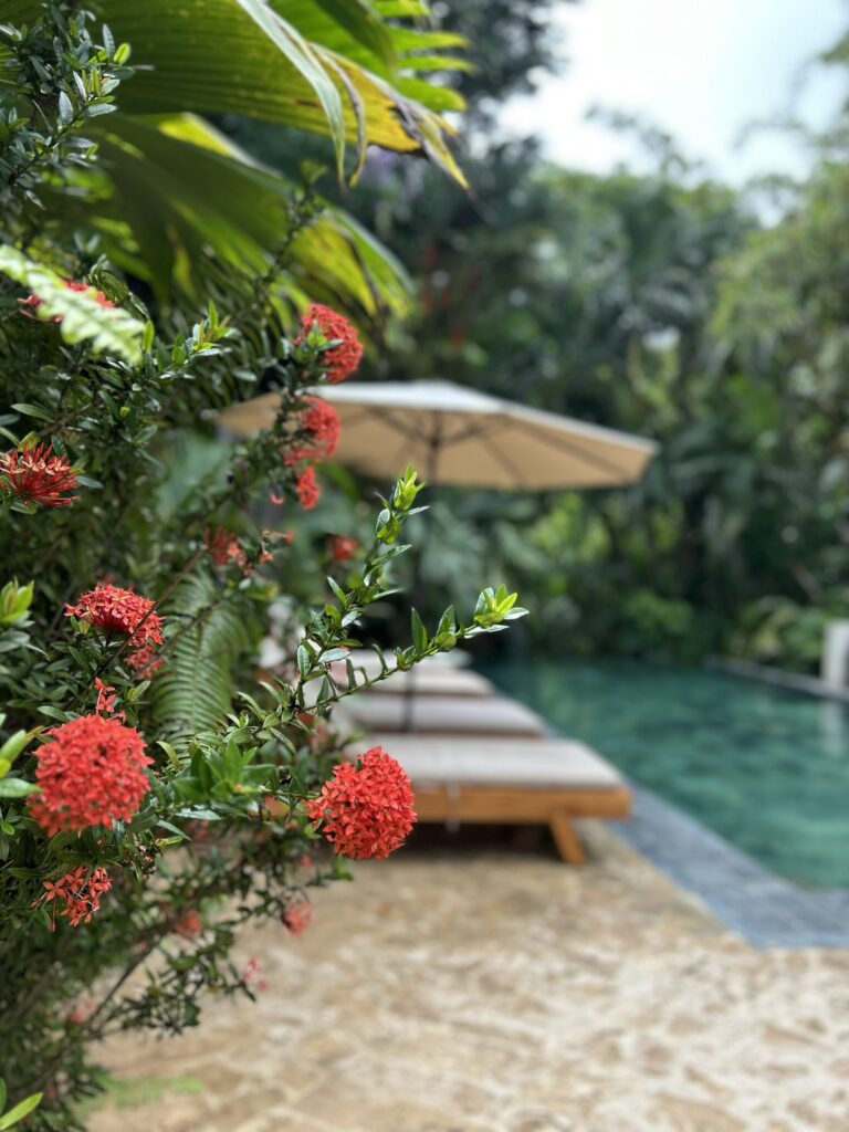 Red ixora flowers beside the pool and sun loungers